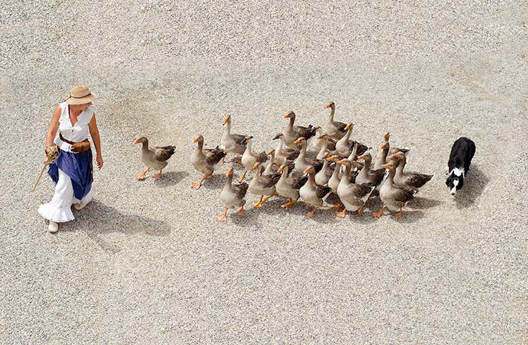 goose-girl-and-shepherd-dog-free-license-cc0